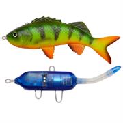 Starterkit med perch firetiger farve.